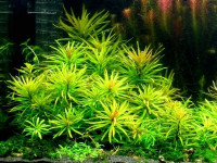 Снимка на Ludwigia inclinata verticillata ((L. f.) Raven )